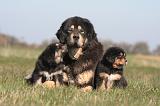 DOGUE DU TIBET 530